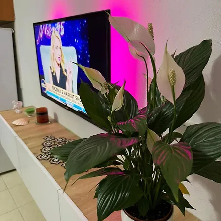 Appartement Alvi Golem (Tirana)